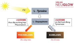 Sức Hút Neuglow Glutathione – Xu Hướng Làm Đẹp Của Ngôi Sao